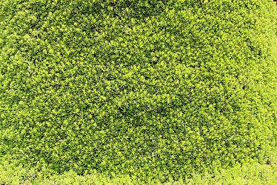 《艾尔登法环》忏悔者与武士职业截图 武士很强悍